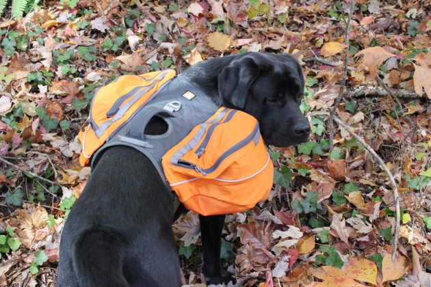 Five Tips - How To Train Your Dog To Wear A Backpack