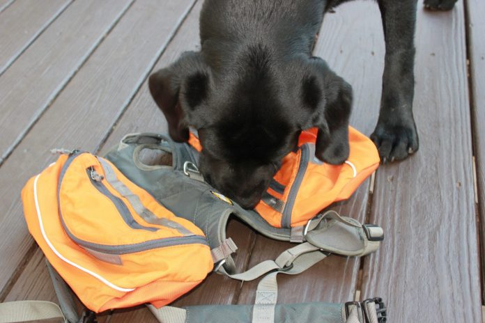 putting dog in backpack