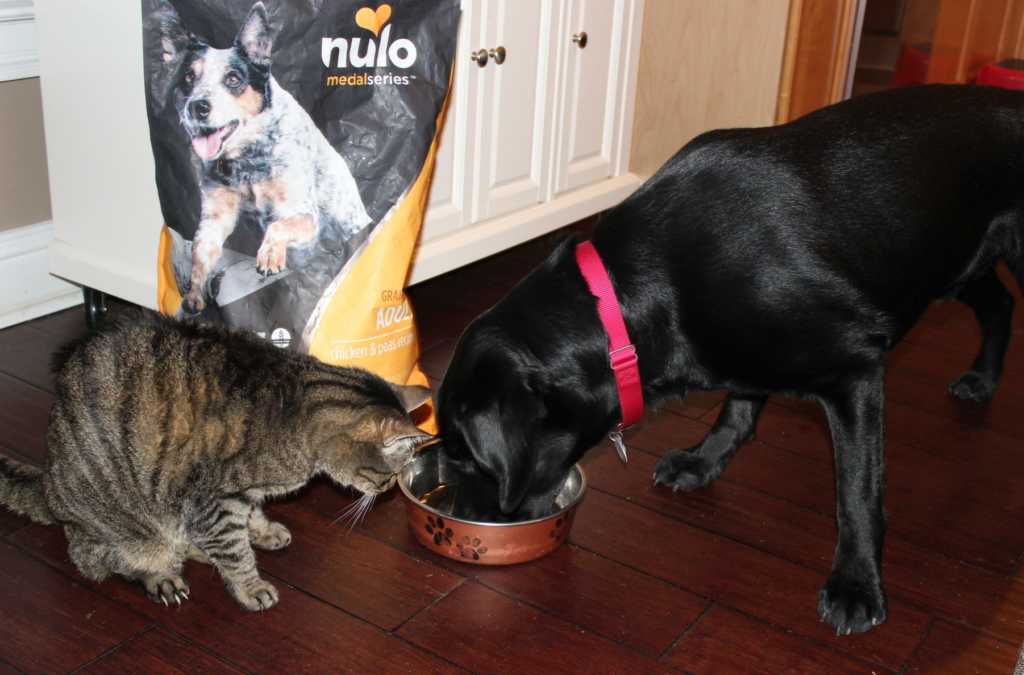 nulo pet food review, nulo medal series dog food review, nulo dog food reviews