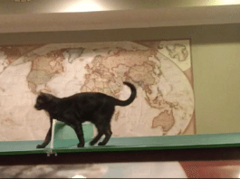 cat playing ping pong, cat playing ball, cat on table