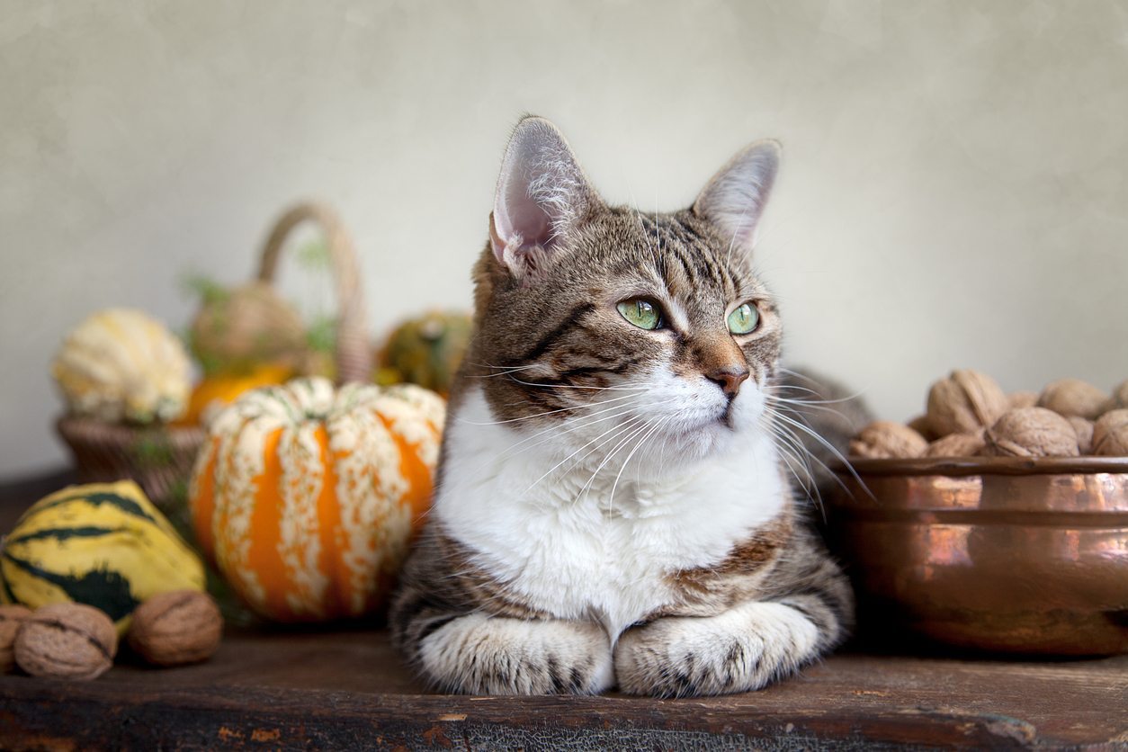 thanksgiving foods pets can eat, foods safe for dogs, foods safe for cats, thanksgiving food pets can eat