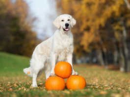 thanksgiving foods safe for pets, foods safe for dogs, food safe for cats