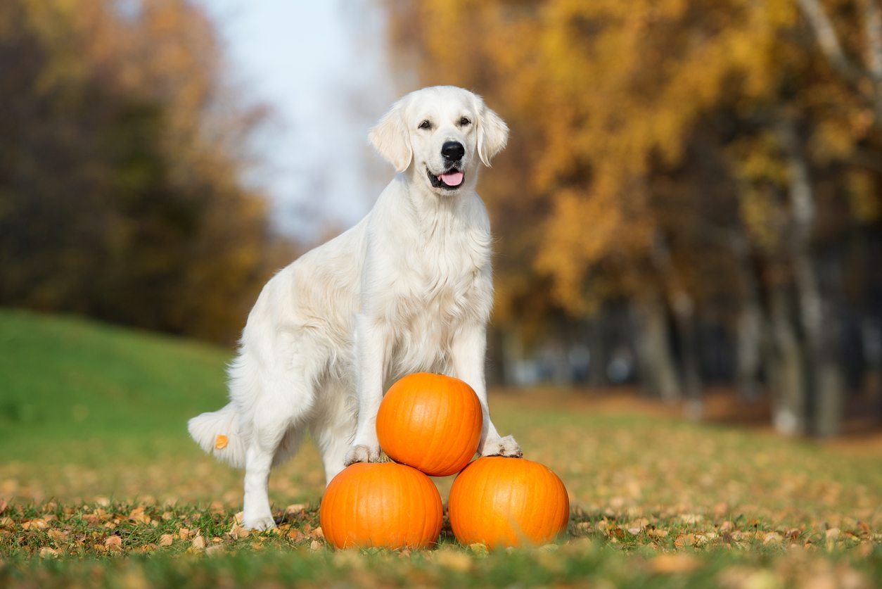 foods safe for dogs, food safe for cats, thanksgiving food pets can eat