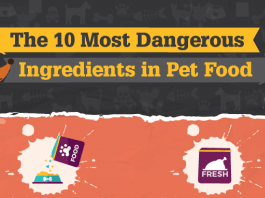 bad dog food ingredients