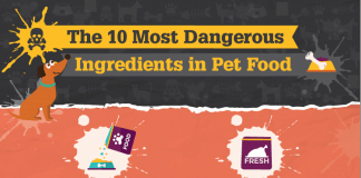 bad dog food ingredients