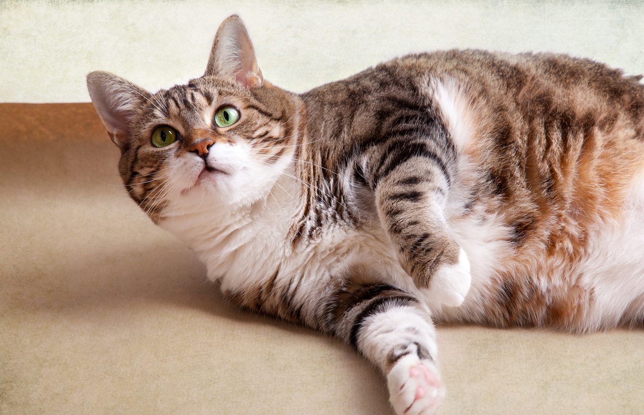 cat weight loss tips, overweight cat
