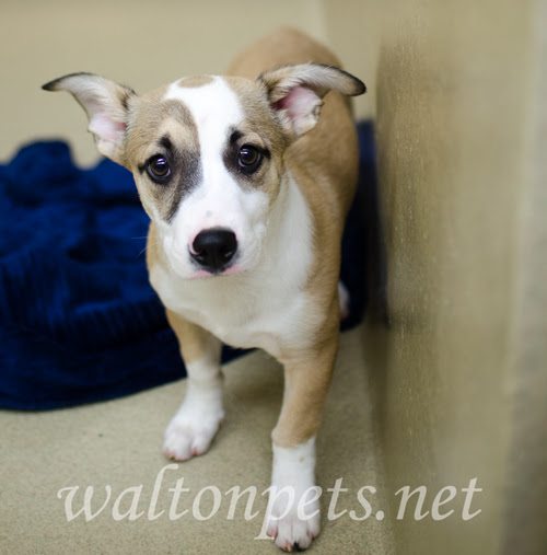 beautiful shelter dogs, waltonpets.net, stunning dog photos