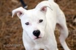 White Pitbull Puppy