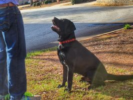 bonito fish flakes, dog treats,