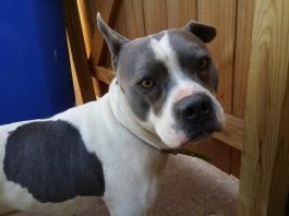 Nitro, homeless dog, dog tied to homeless man, w-underdogs