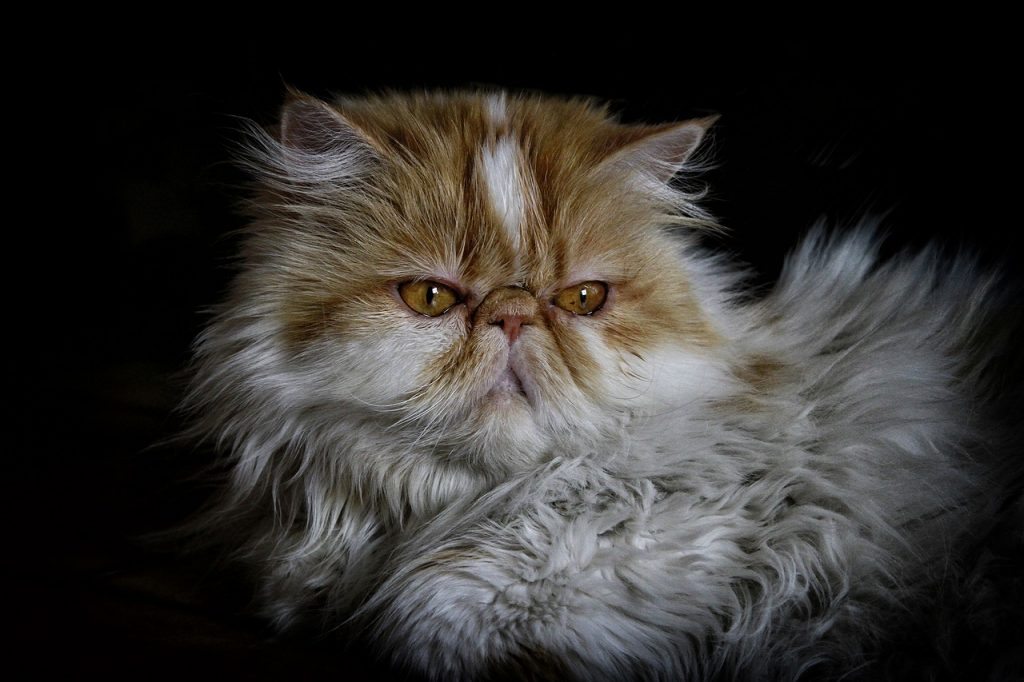 persian cat, pet traveling tips, flying overseas with pets