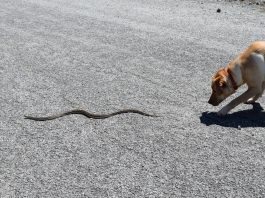 snake bite prevention, dogs and snake bites,