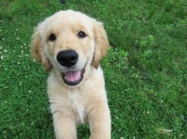 wacky dog names, wackiest pet names, wacky cat names