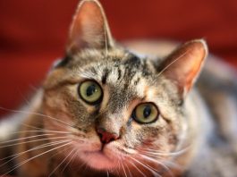 why do cats purr, how do cats purr, cat purring