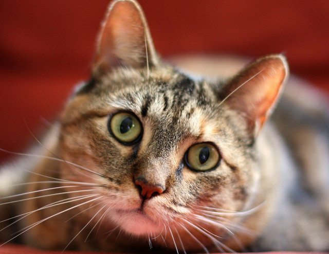 why-do-cats-purr-and-the-science-behind-how-wagbrag