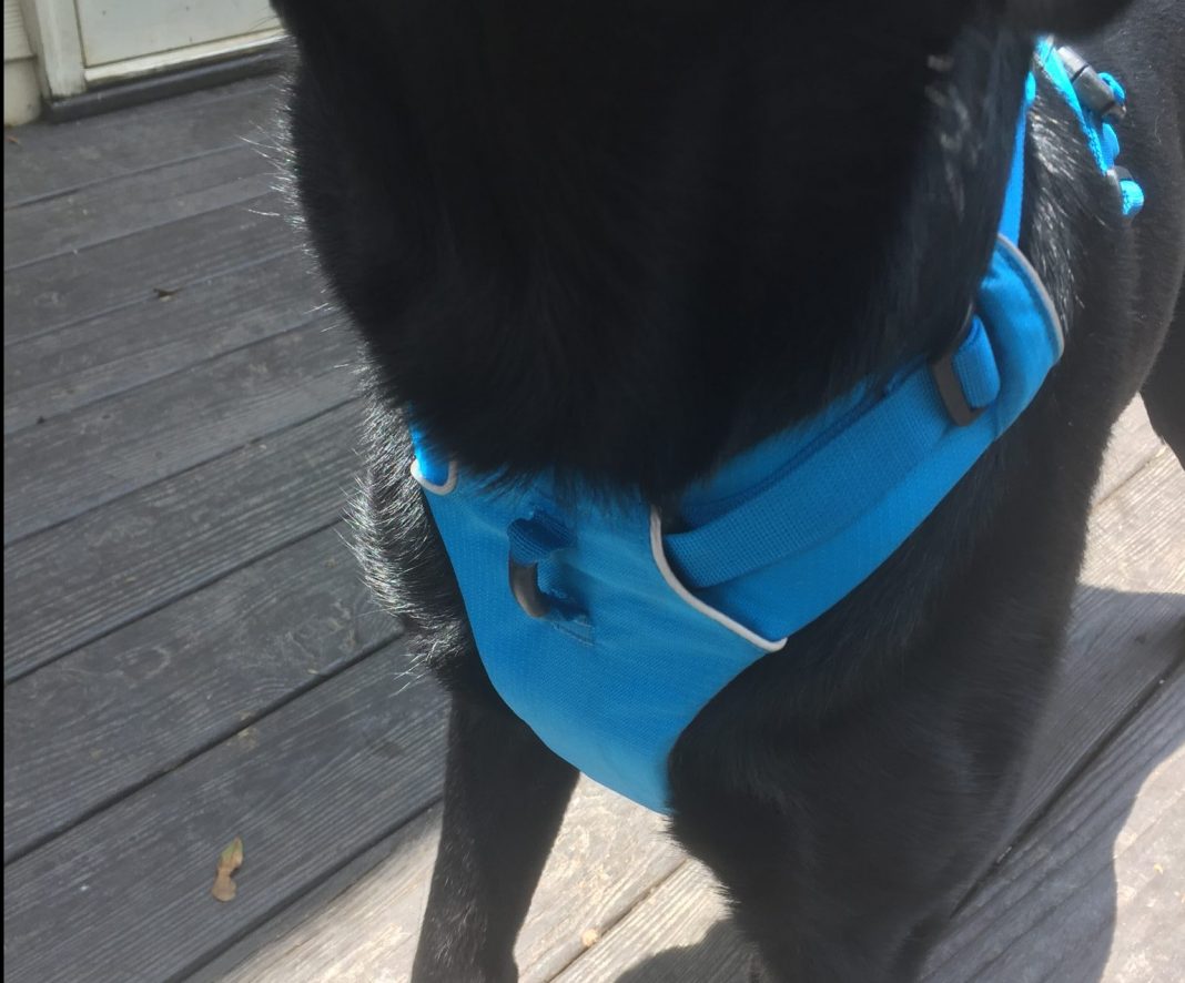 Ruffwear Front Range Harness Review Wagbrag