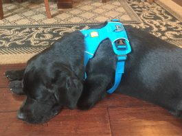 Ruffwear Front Range Harness Review - Wagbrag