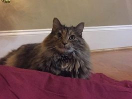 how our cats entertain us