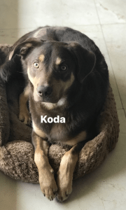 missing dog koda