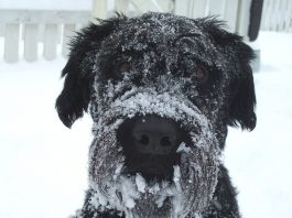 dog left outside in cold