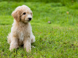 Mini Goldendoodle