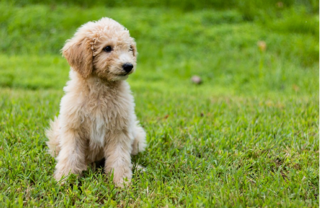 gund golden doodle