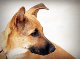 invisible fence installation tips