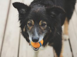 dog allergy symptoms, pet allergies