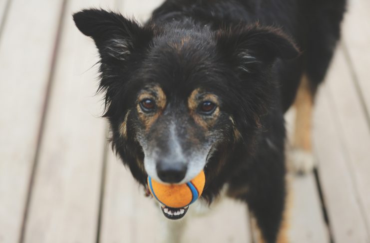 Wagbrag For People Passionate About Pets