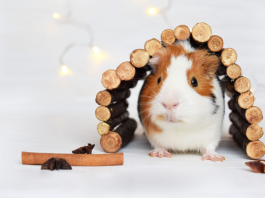 Guinea Pig Toys