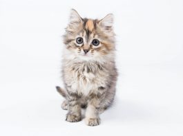 clear the shelter, pet adoptions in ga