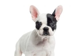 french bulldog