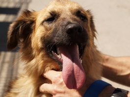 Why does my dog smell