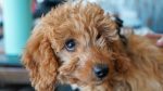 goldendoodle2