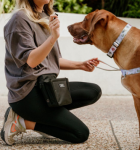 Dog Getting a Treat