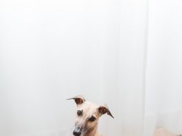 feeding raw meat to your dog